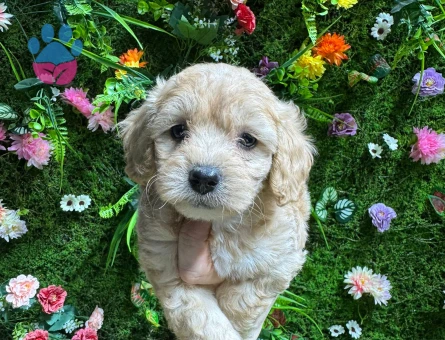 BABY FACE MALTİPOO BEBEKLER