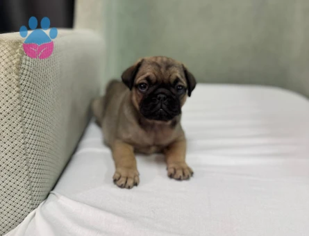 PUG BEBEKLER