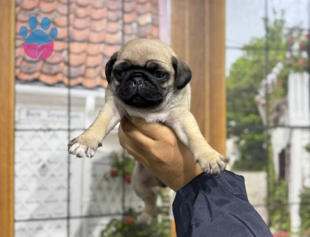 KREM RENK PUG BEBEKLER