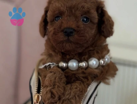 MİNİ MİNİ TOY POODLE BEBEKLER