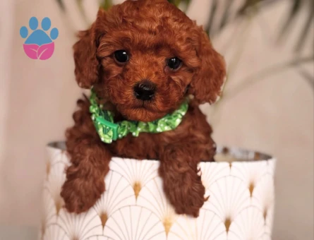 SAFKAN IRK GARANTİLİ TOY POODLE BEBEKLER - 4848