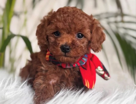 EVİNİZİN NEŞESİ TOY POODLE BEBEKLER - 4849