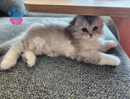 Brtish Longhair Dişi ve Erkek Yavrularımız