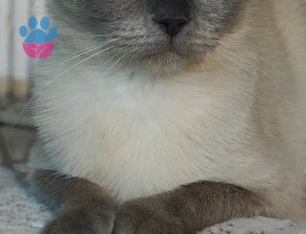 Scottish Fold Blu Point - 5652 - Görsel 2