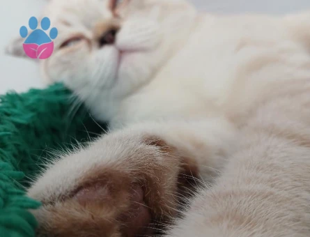 Scottish Fold 1 Yaşında