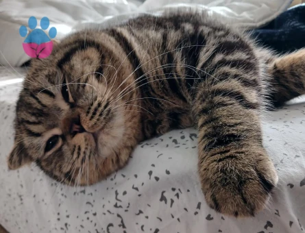 Scottish Fold 1 Yaşında
