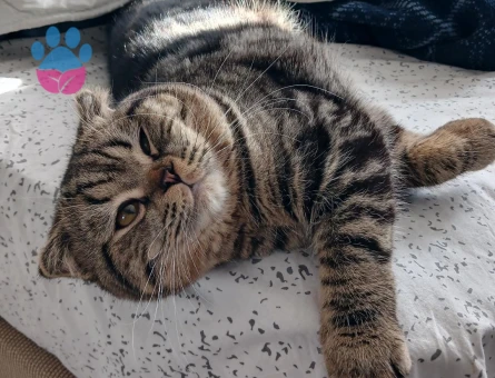 Scottish Fold 1 Yaşında
