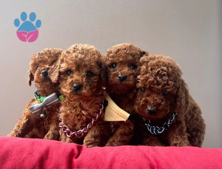Red brown Toy Poodle Mini Yavrular - 6044