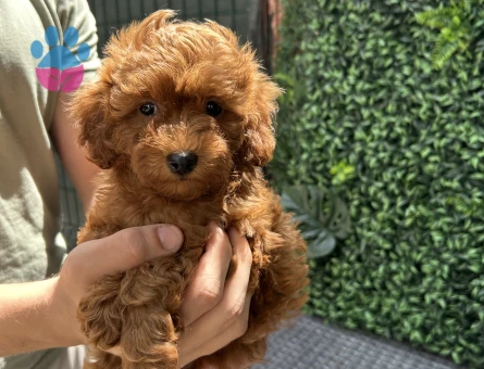 Ruhsatlı Üretimden Red Toy Poodle Yavrumuz