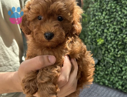 Ruhsatlı Üretimden Red Toy Poodle Yavrumuz - 6048