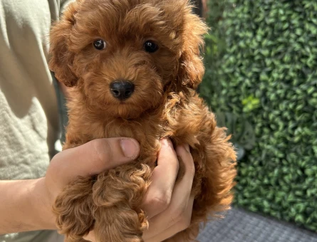 Ruhsatlı Üretimden Red Toy Poodle Yavrumuz - 6048