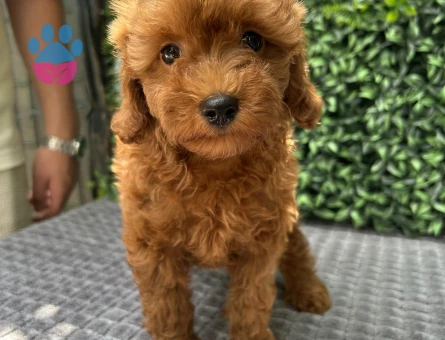 Ruhsatlı Üretimden Toy Poodle Yavrumuz - 6051