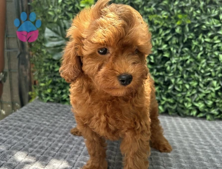 Ruhsatlı Üretimden Toy Poodle Yavrumuz
