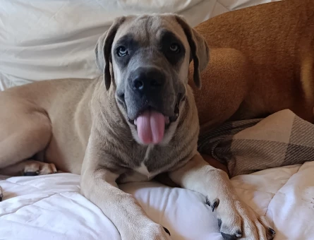 Cane Corso Formantino Dışı - 6052
