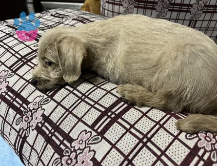 Maltipoo 4  Aylık Yuva Arıyor - 5303 - Görsel 3