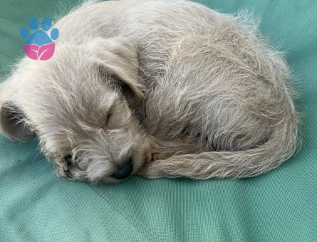 Maltipoo 4  Aylık Yuva Arıyor - 5303 - Görsel 4