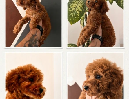 Toy Poodle Dişi Yavru - 6053