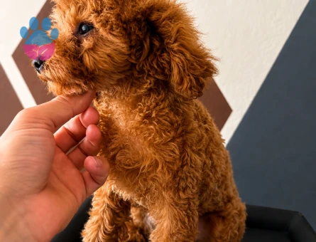 Toy Poodle Dişi Yavru