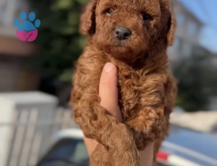 Orijinal kan poodle yavrular