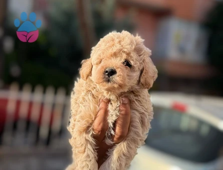 Orijinal kan poodle yavrular - 6056