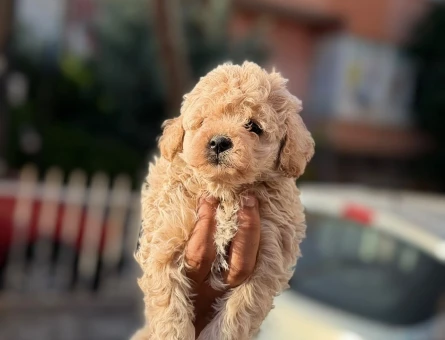 Orijinal kan poodle yavrular - 6056