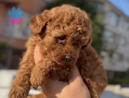 Orijinal kan poodle yavrular