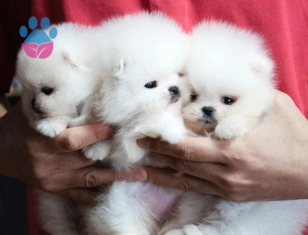 Pomeranian Boo Teddy Bear Mini Yavrular - 6057 - Görsel 2