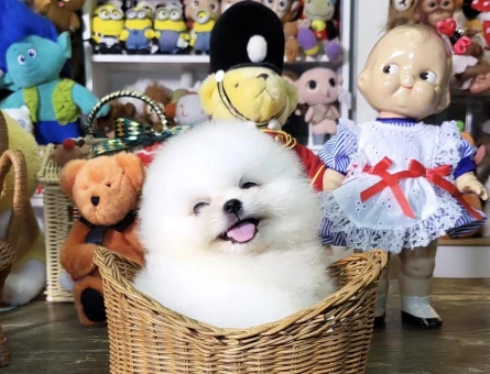 Pomeranian Boo Teddy Bear mini yavrular - 6058
