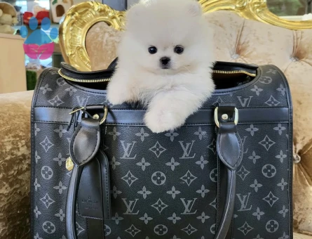 Pomeranian Boo Teddy Bear mini yavrular