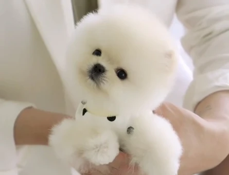 Pomeranian Boo En Mini Boy Teddy Yavrularımız - 6059