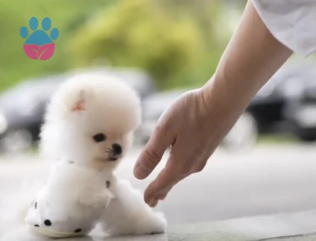 Pomeranian Boo En Mini Boy Teddy Yavrularımız