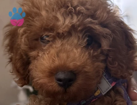 3 Aylık Toy Poodle Bebeklerimiz - 6060
