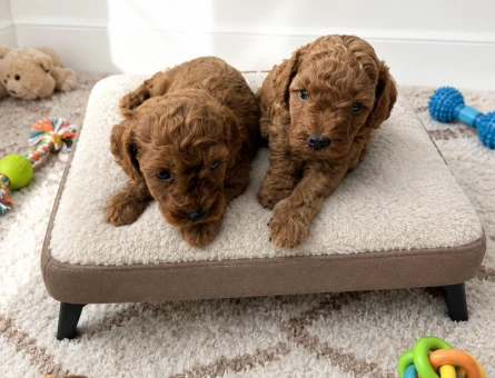 En mini boy toy poodle bebekler - 6064