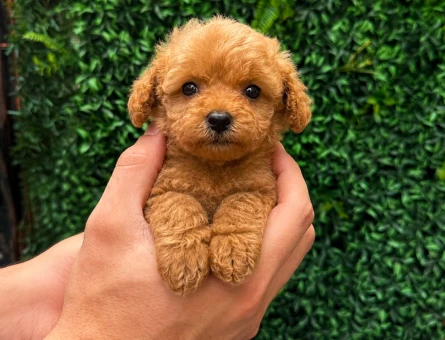 Ruhsatlı Üretimden Toy Poodle Yavrumuz - 6065
