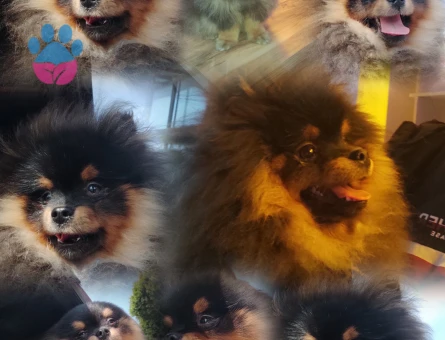 Pomerian Boo