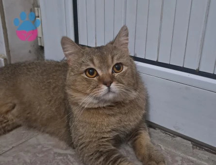 British Shorthair 1 Yaşında Yuva Arıyor