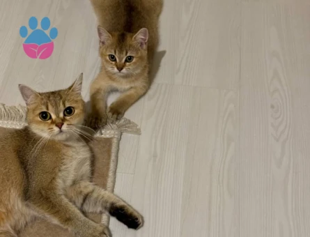 Exotic Shorthair 3 Aylık