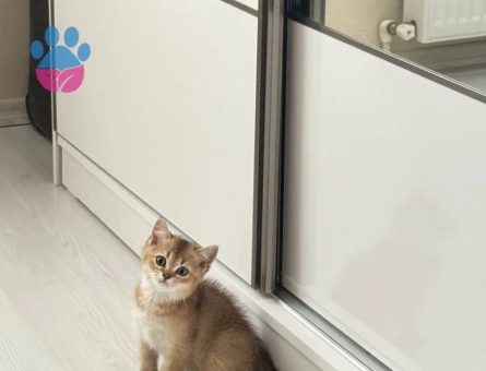 Exotic Shorthair 3 Aylık