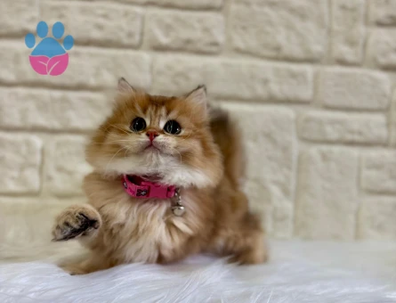 British Shorthair Ayıcık Surat Golden Ny12 Dişi