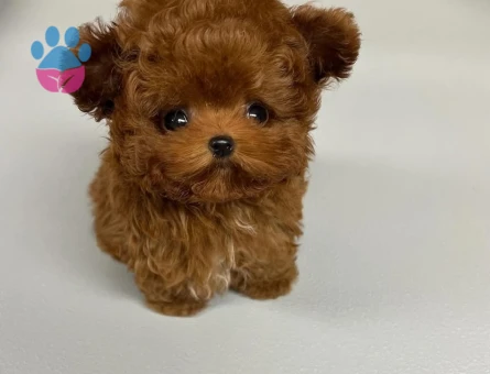 kore poodle - 7502