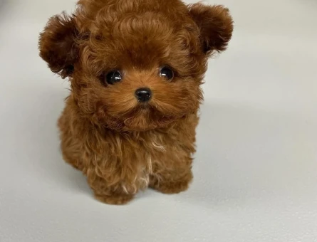 kore poodle - 7502
