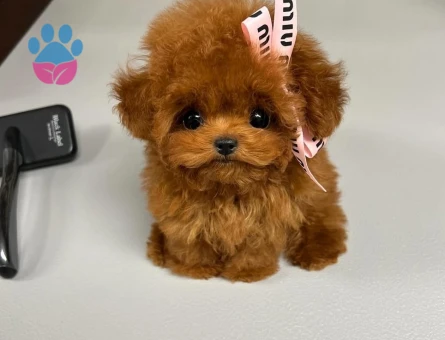 kore poodle - 7502 - Görsel 3