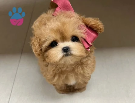 kore poodle - 7502 - Görsel 4