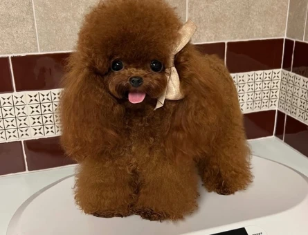 orjinal kore poodle - 7503