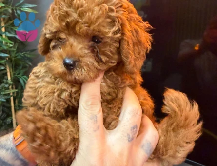 orjinal kore poodle - 7503 - Görsel 3