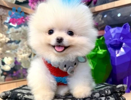 orjinal boo cocuklar - 7505 - Görsel 3