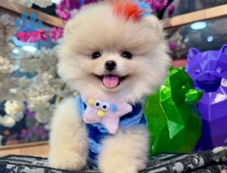 orjinal boo cocuklar - 7505 - Görsel 4