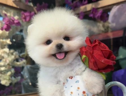 thailand korea pomeranian - 7506