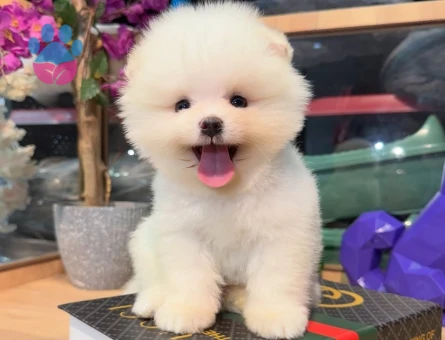 thailand korea pomeranian - 7506 - Görsel 3