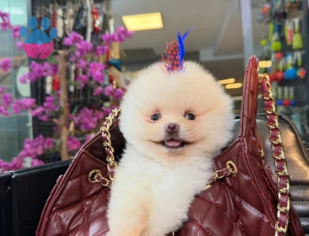 thailand korea pomeranian - 7506 - Görsel 4
